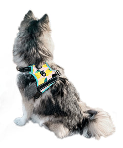 Main Squeeze Cooling Harness - Pomskie Pack Supply