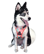 Load image into Gallery viewer, Coastal Coral Cooling Harness - Pomskie Pack Supply